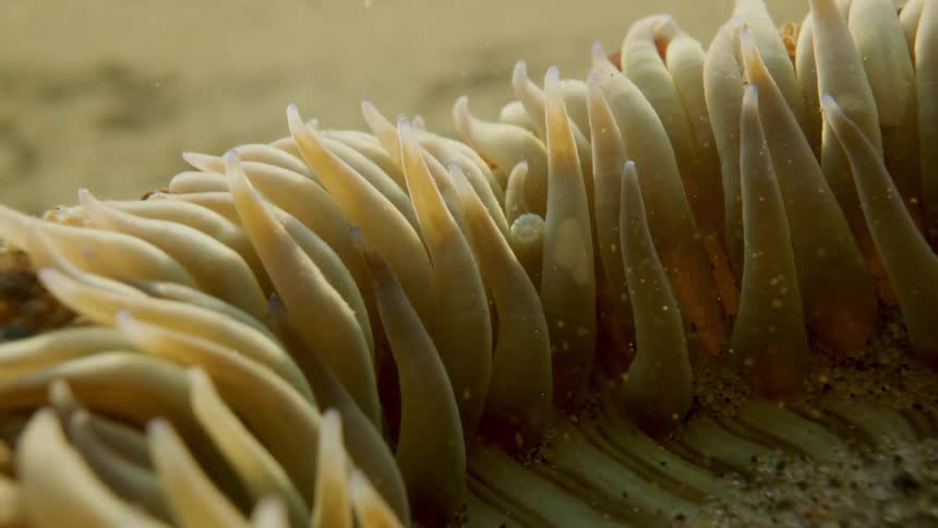 A clip of an underwater plant