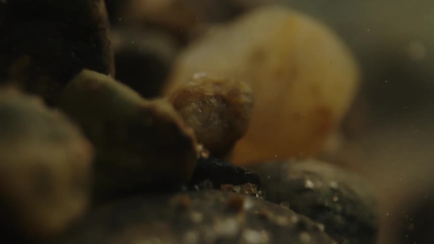 Underwater close up of rocks and minerals
