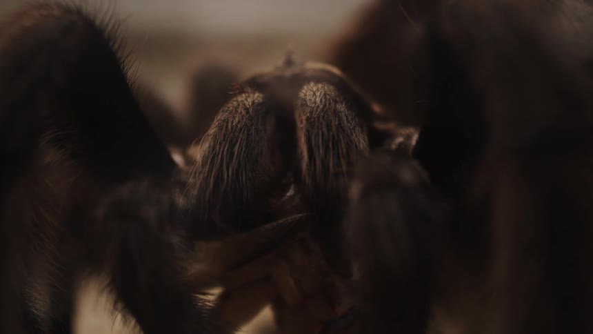A close up clip of an insect