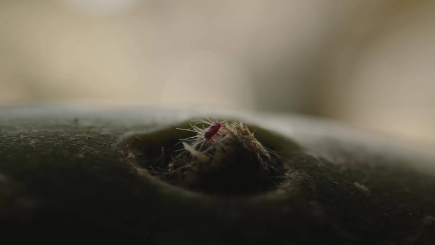 Extreme closeup of a mite