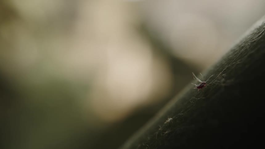 A small insect with some white threads around it and it is walking on a green surface