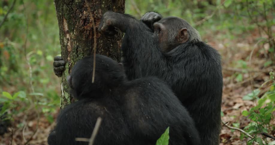 Some chimpanzees pick at a tree