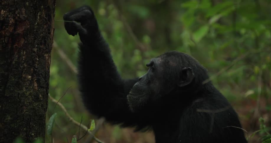 Chimpanzee is eating insects off a tree in the jungle