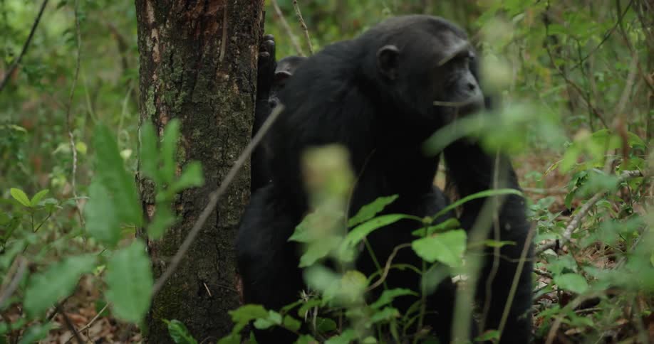 Some chimpanzees in the jungle