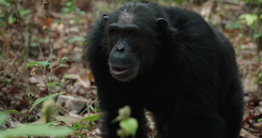 Chimpanzee walking through a forest with dry leaves fallen on the ground