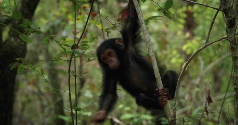 A baby chimpanzee is hanging from a tree branch in a jungle