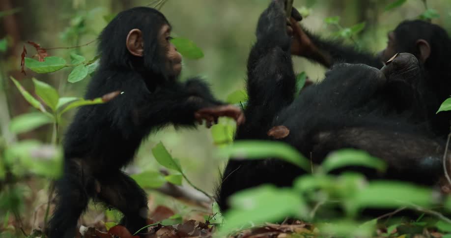 An adult chimpanzee lying on the ground gave a forest of dry leaves and two baby monkeys next to him and one of the little monkeys gives the adult monkey a hug