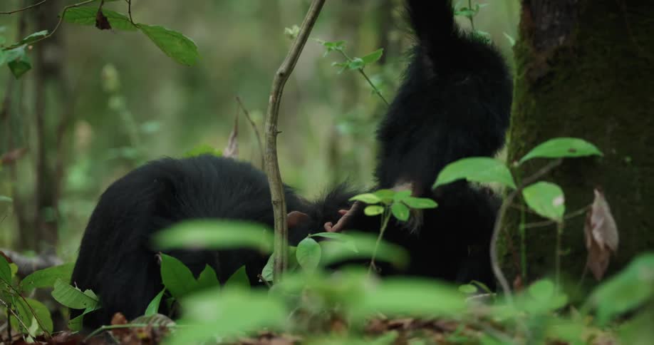 Three chimpanzees interacting and playing one of them a baby in the forest