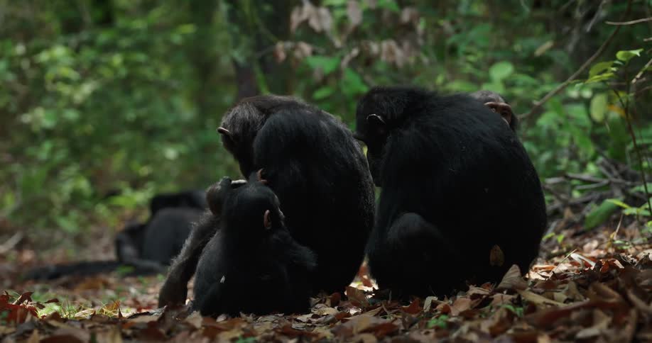 A clip of apes in the forest