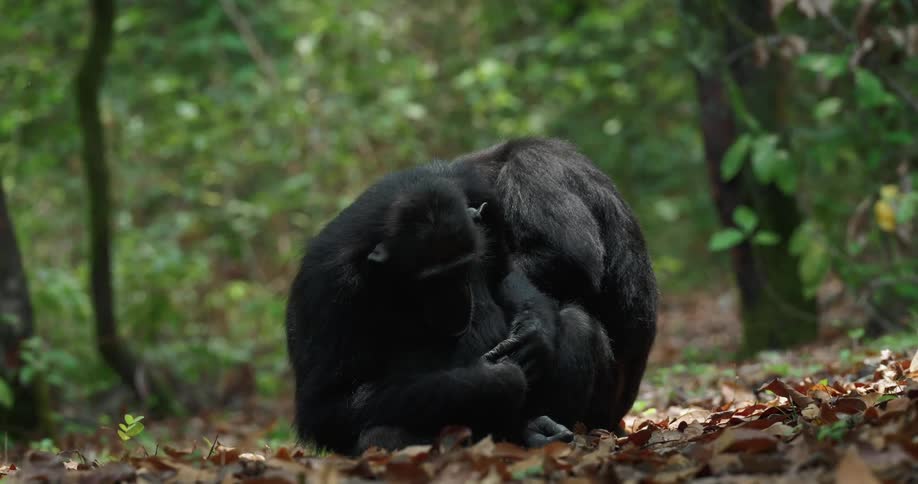 A clip of two chimpanzees sitting together