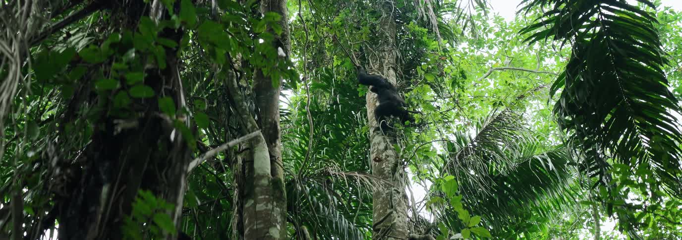 Chimpanzee climbing down a tree in the forest