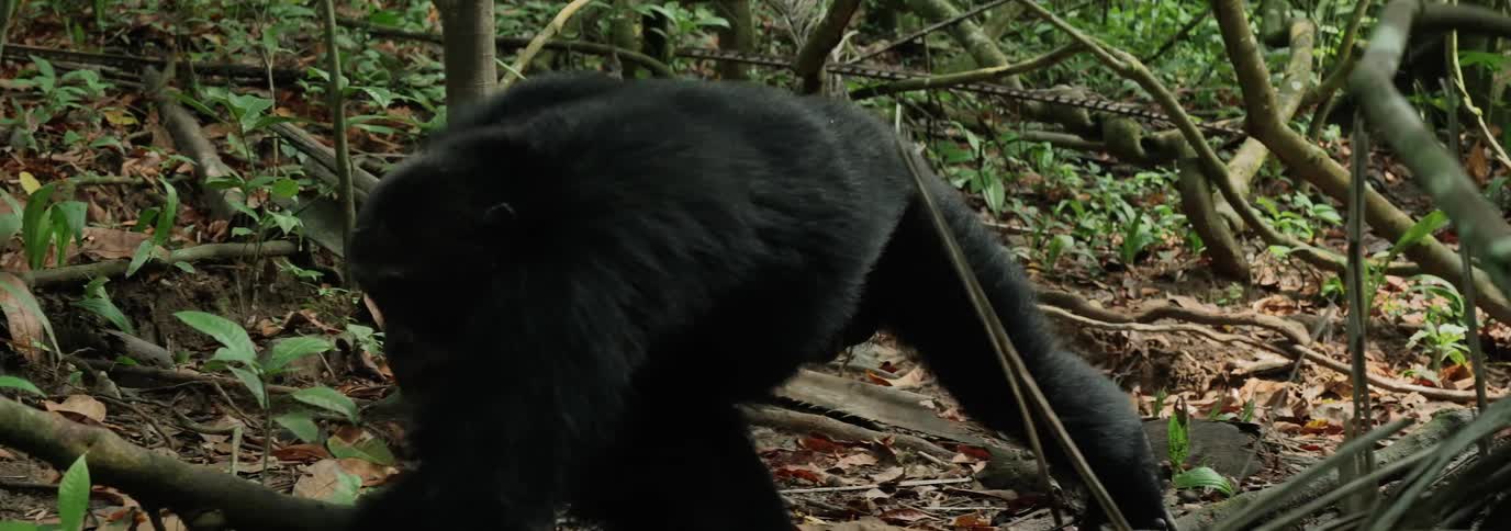 A clip of a chimpanzee in the forest