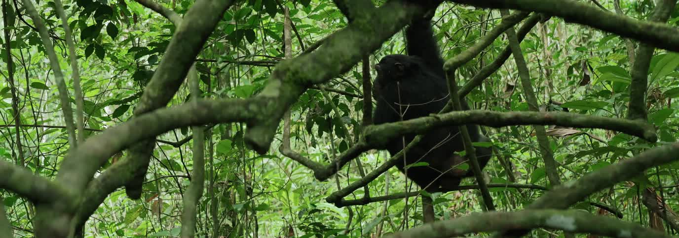 Chimpanzee among tree trunks in a forest