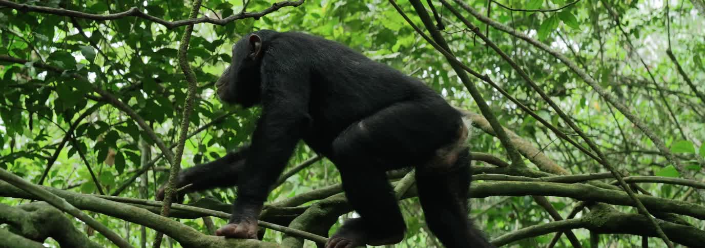 Chimpanzee climbing across branches and vines inside a canopy tree