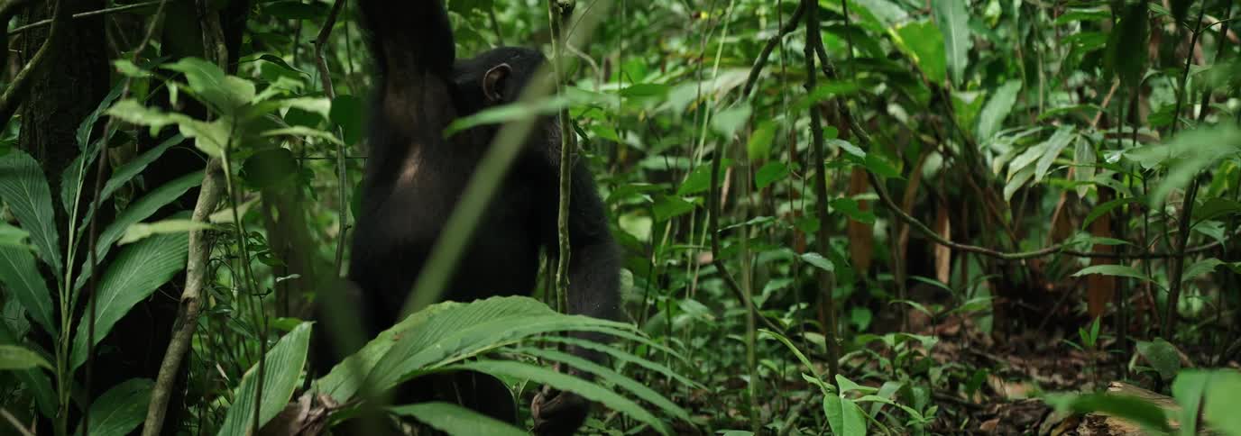 Chimpanzee crawling through a green jungle filled with trees