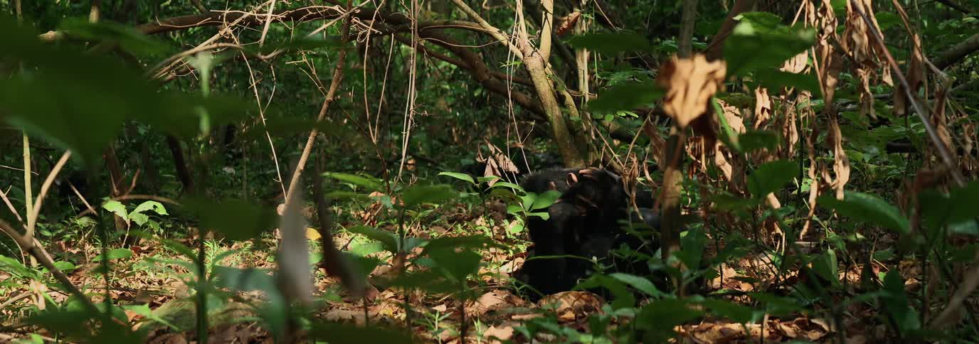 A chimpanzee plays in the jungle with its baby
