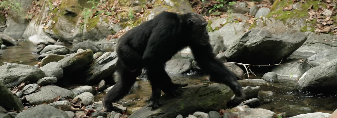 A chimpanzee climbs over the rocks in the creek