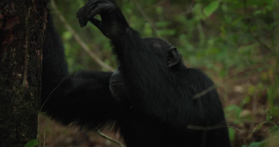 The chimpanzee grabs onto the tree