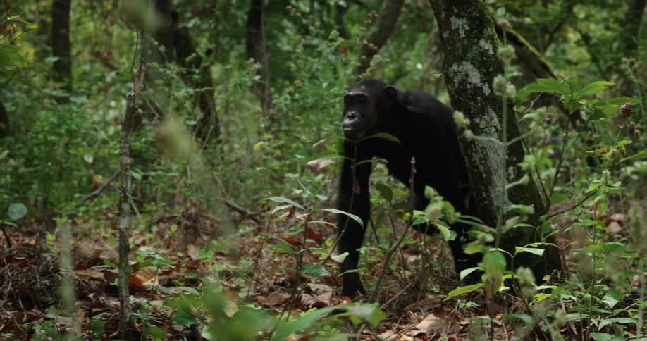 Chimpanzee walking in the forest