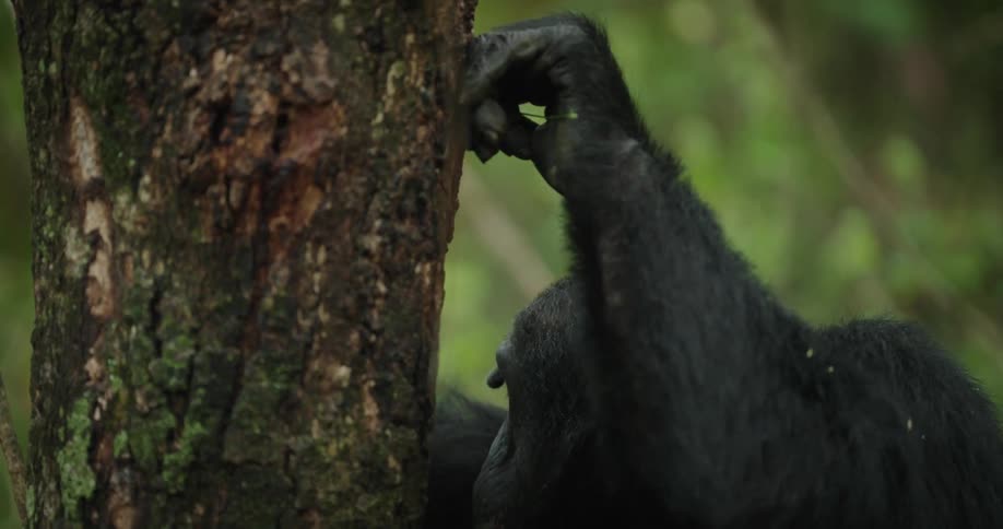 A clip of a chimpanzee feeding