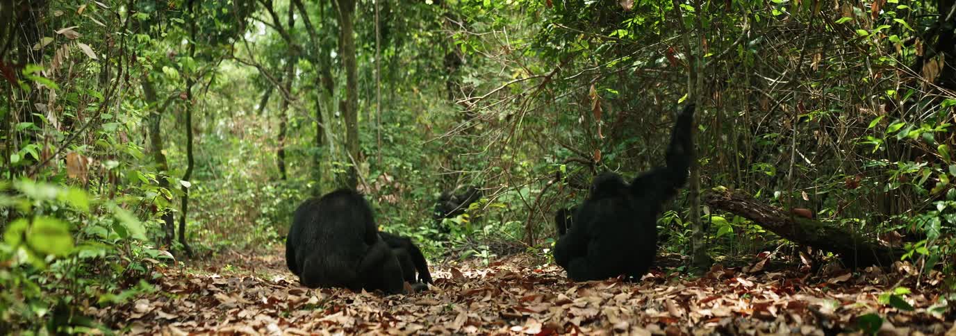 Three chimpanzees in the forest