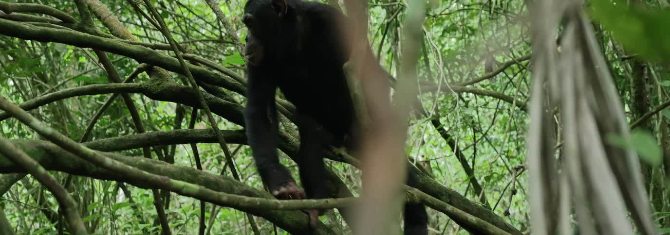 Chimpanzee in the jungle climbing on tree branched at midday