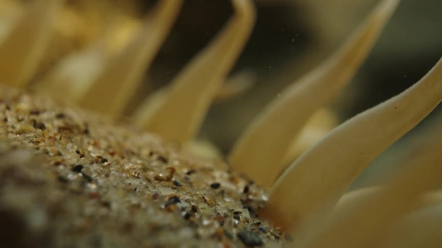 A clip underwater sea sand