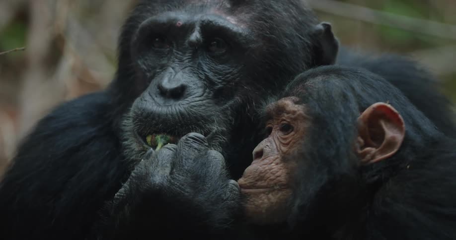 A chimpanzee is chewing on a plant