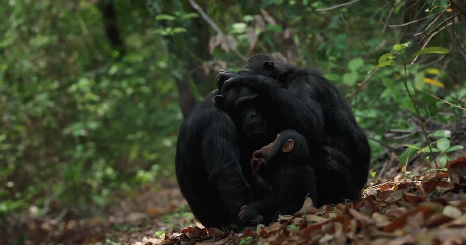 Family of gorillas including a baby in a loving moment cuddling in the forest