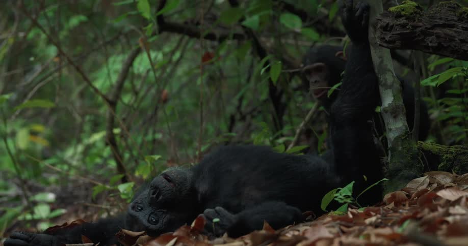 A small blackfurred monkey lying on the dry leafy ground of a forest and then a smaller monkey passes in the background