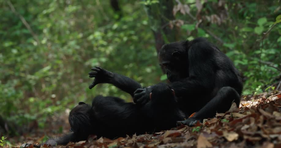 Adult monkey looking at fur of a baby in the forest