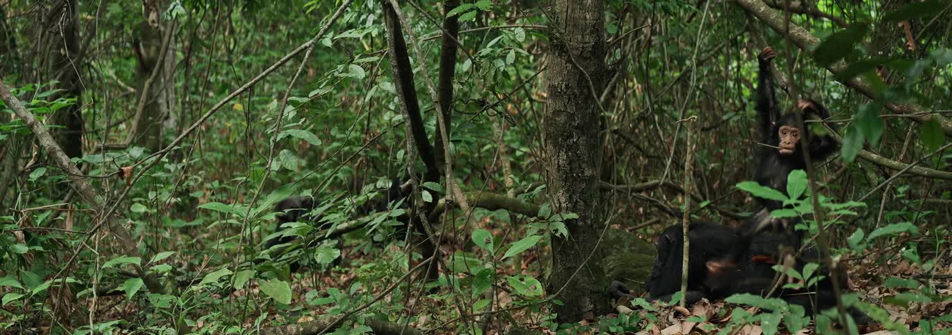 A clip of chimpanzee in the forest