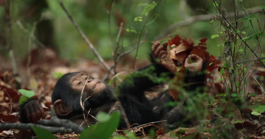 A little chimpanzee lying on the ground of a forest full of dry leaves and he has a branch of dry leaves on top of him