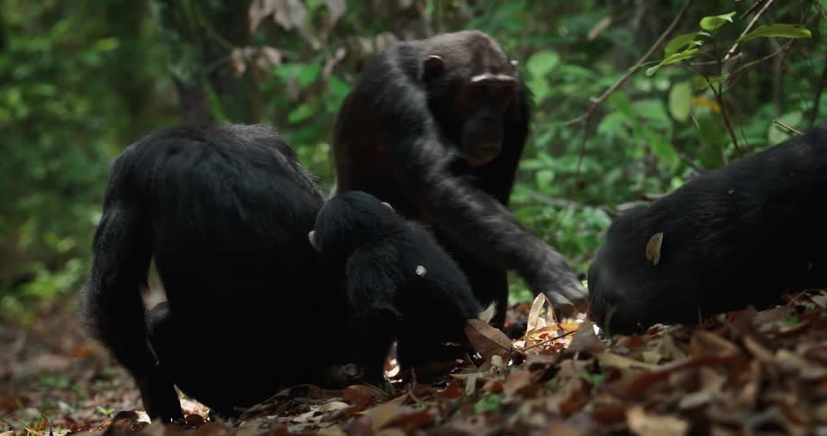 Some monkeys are lying on the ground full of dry leaves in a forest and then a bigger monkey appears