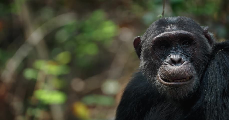 Chimpanzee sitting in a natural environment chewing