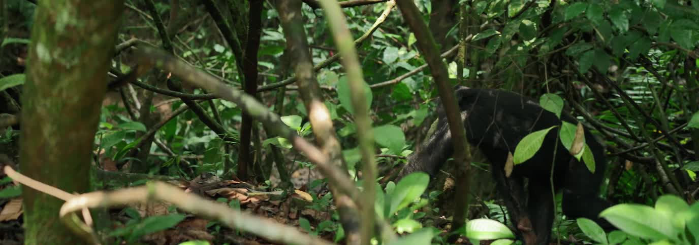Chimpanzee walking through the jungle
