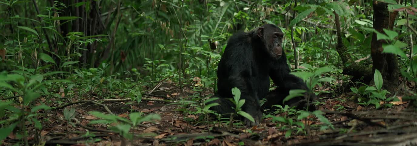Chimpanzee sitting on the ground in the jungle surrounded by lush vegetation