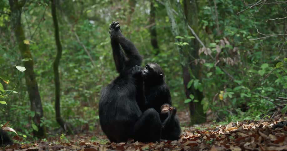 Baby chimpanzee sits next to its mother while the female grooms another chimpanzee during a day in the forest
