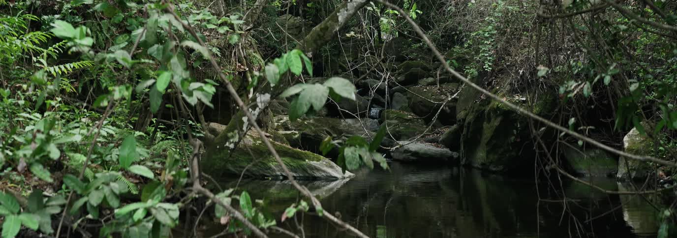A lush jungle scene