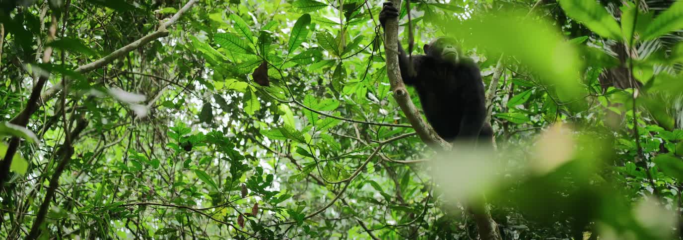 A chimpanzee climbs up a branch in the jungle