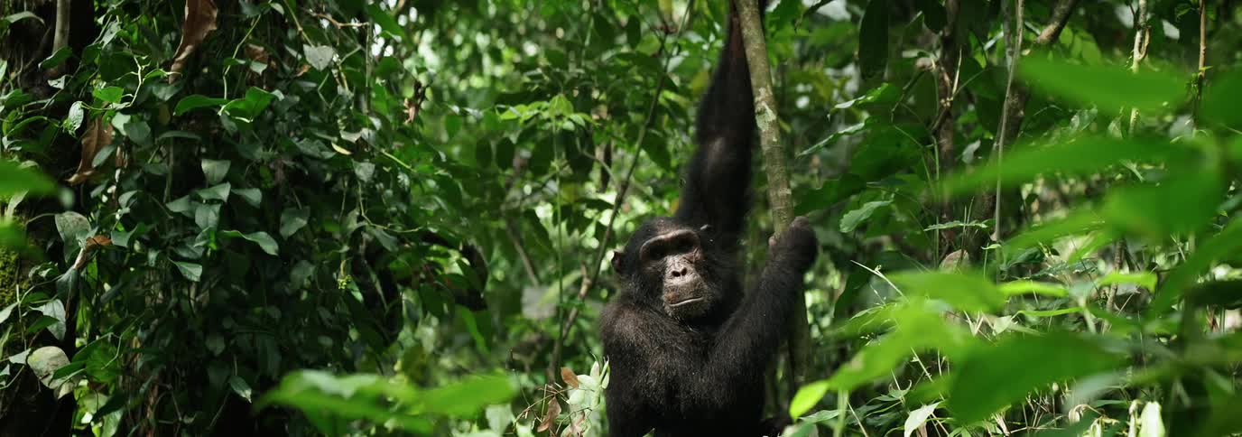 A Chimpanzee in the jungle is climbing a tree