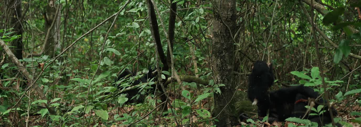 I clip of a chimpanzee playing in the jungle