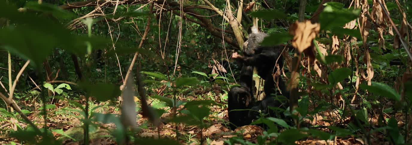 Chimpanzee in the jungle playing