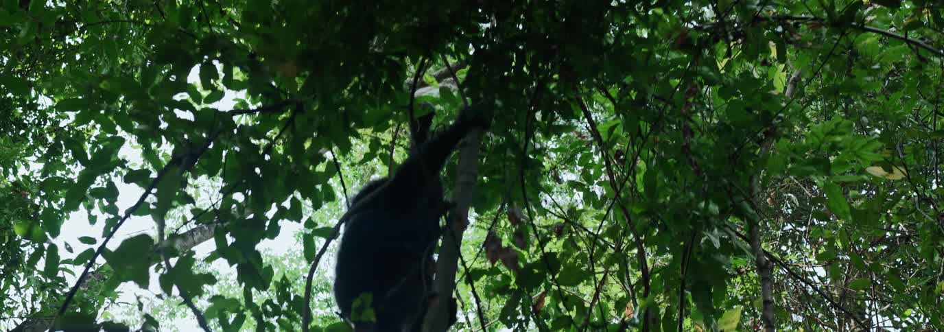 A chimpanzee is climbing up the tree