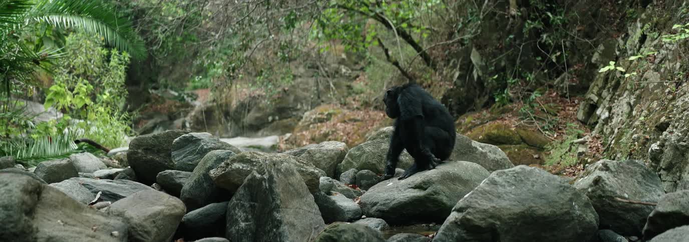 A chimpanzee climbs over a group of boulders in a lush jungle