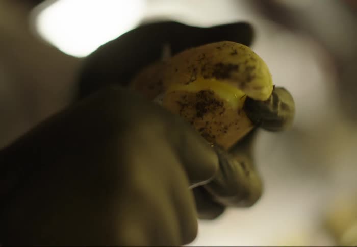 A person peels a potato