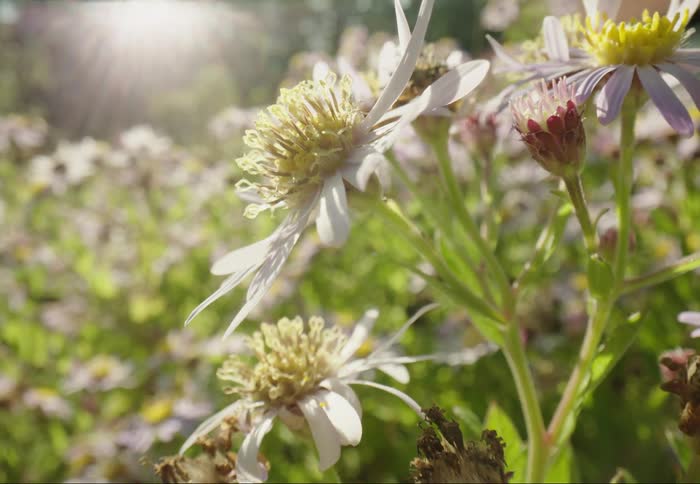 Garden with pollen flowers