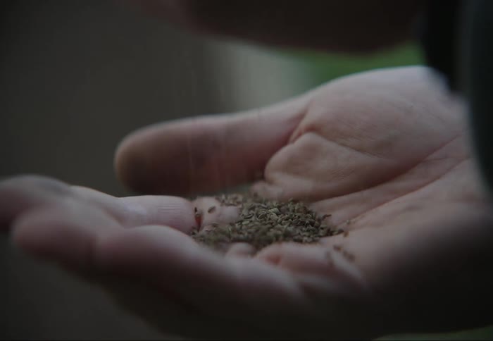 Seeds fall into a mans cupped palm
