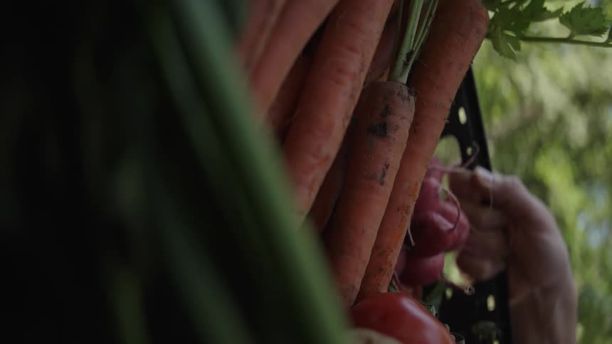 A person is carrying a basket of carrots on the farm