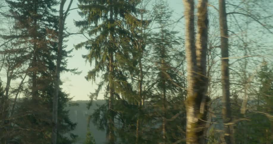 Tall trees fill the forest on a cloud day